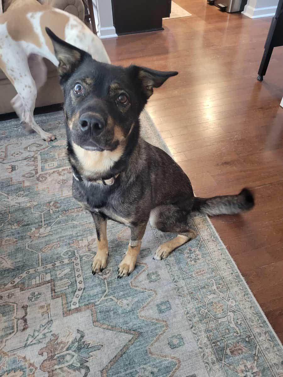 Lovable Husky/Rottie mix image 1