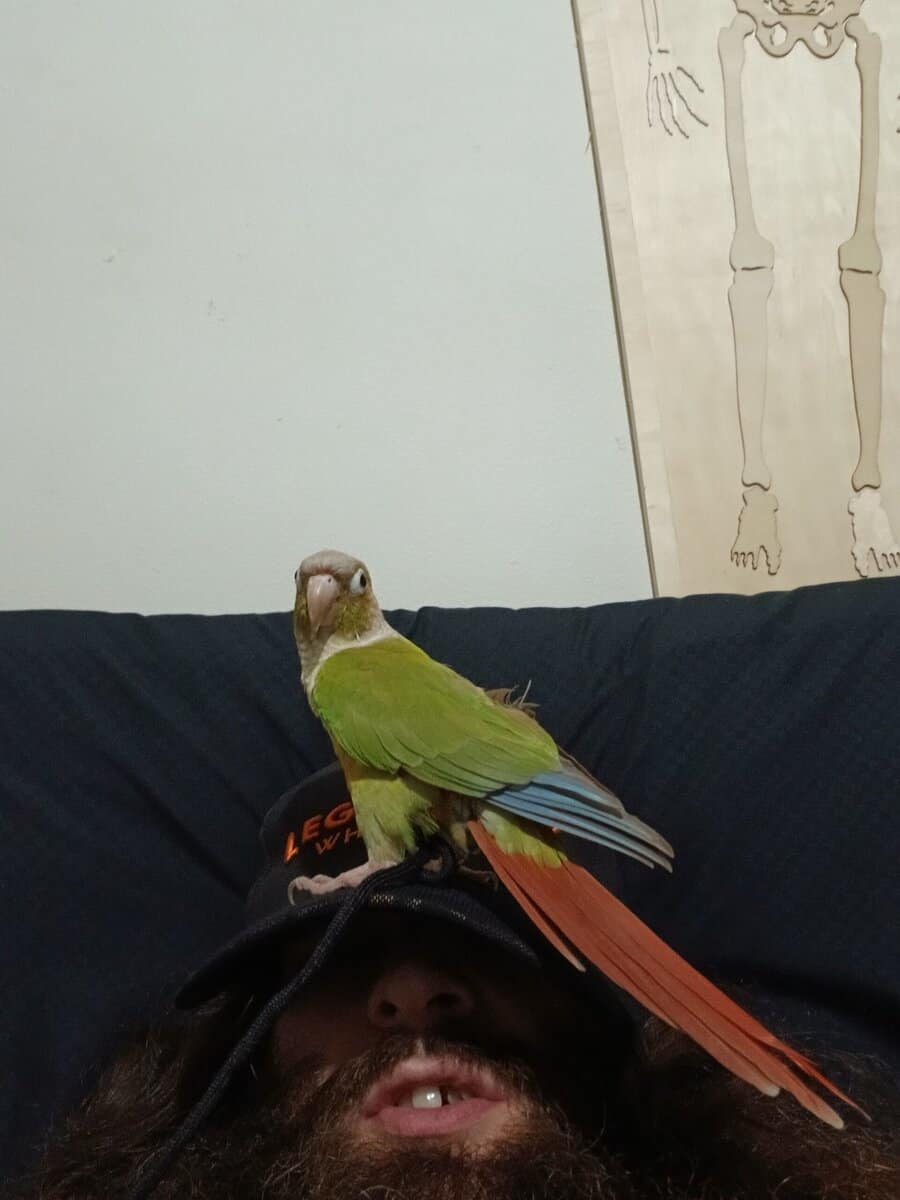 Mated pair of green cheek conures image 3