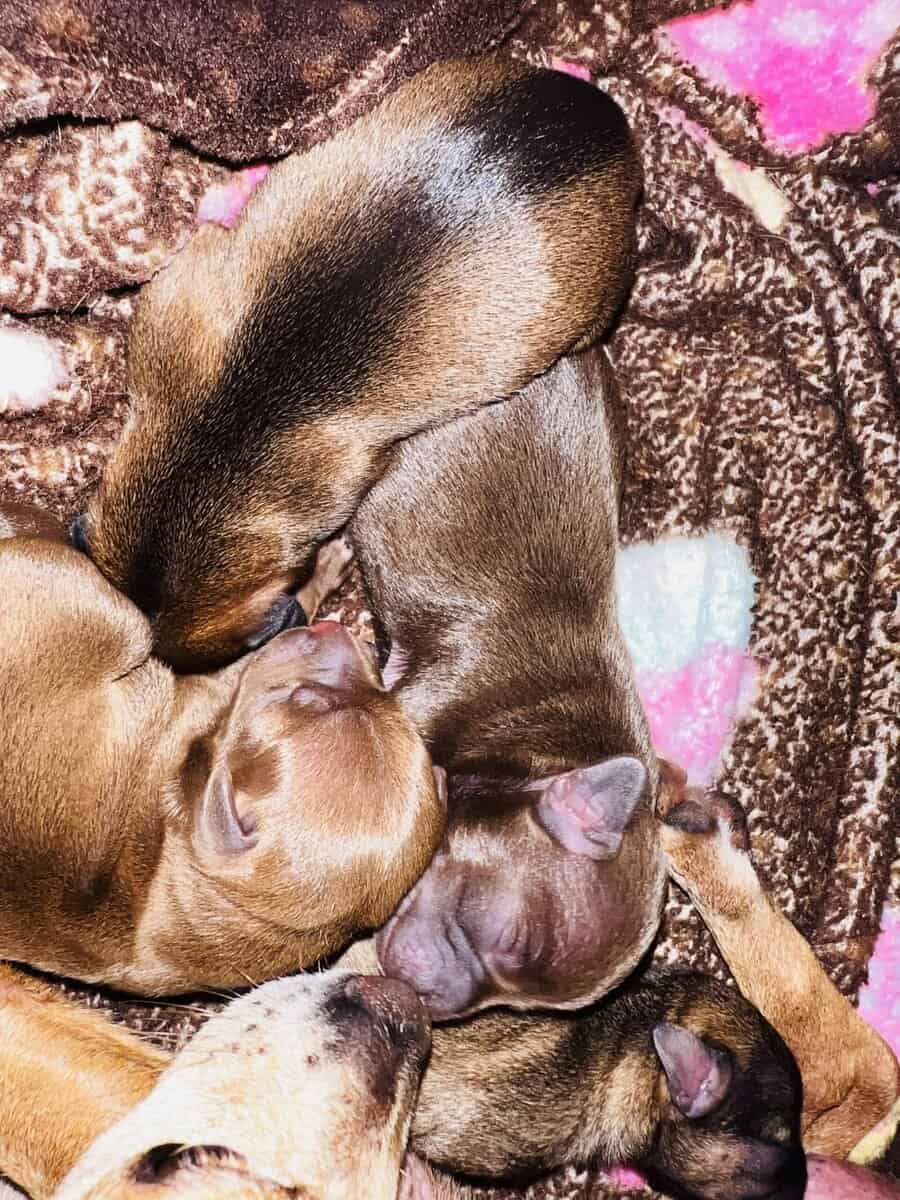 Chihuahuas image 5