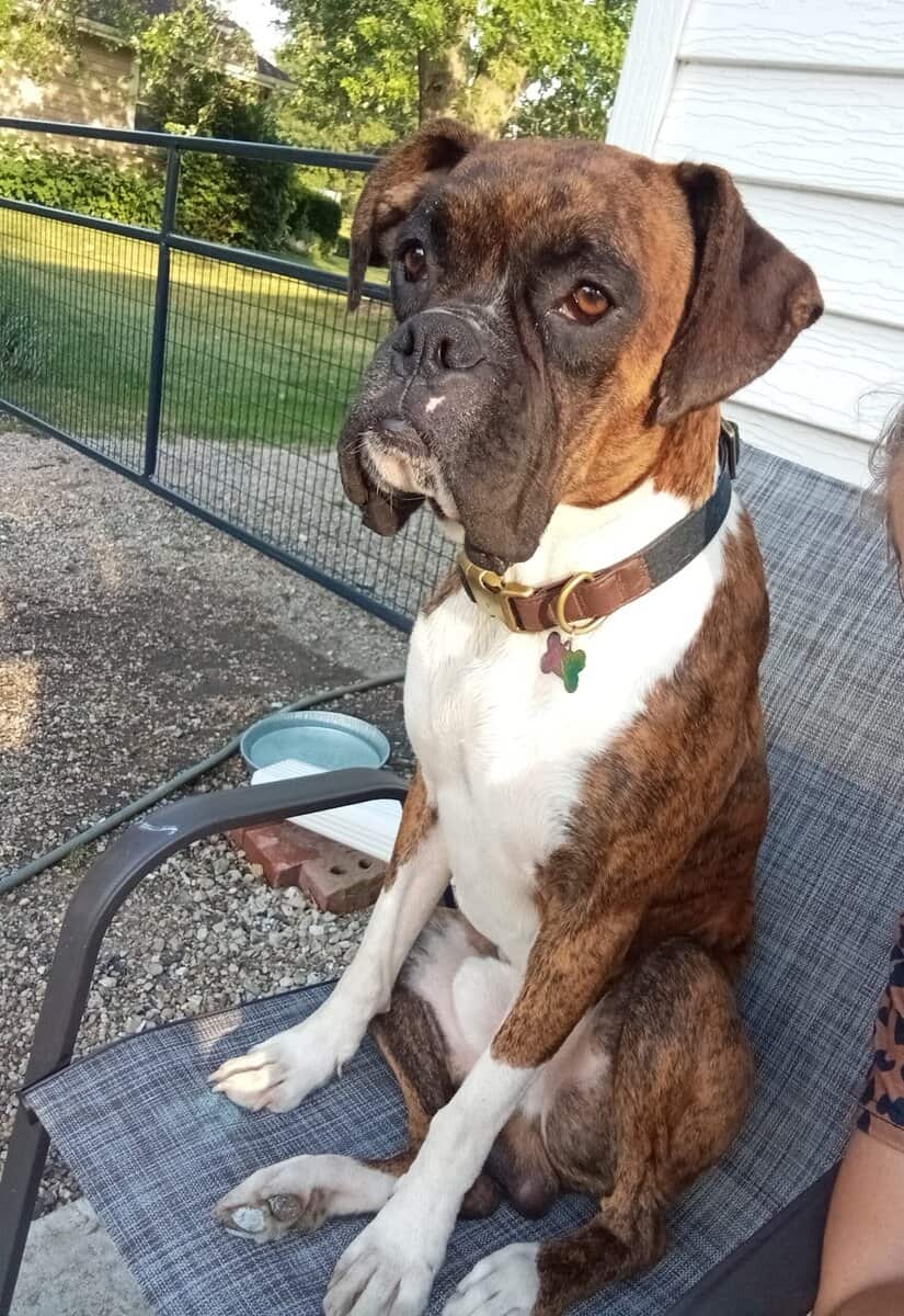 Boxers image 2