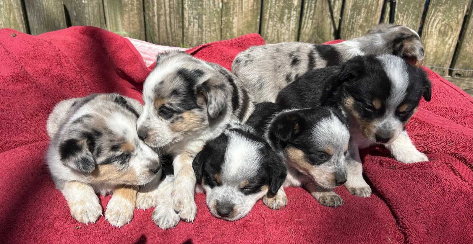 Adorable Australian Heeler pups image 8