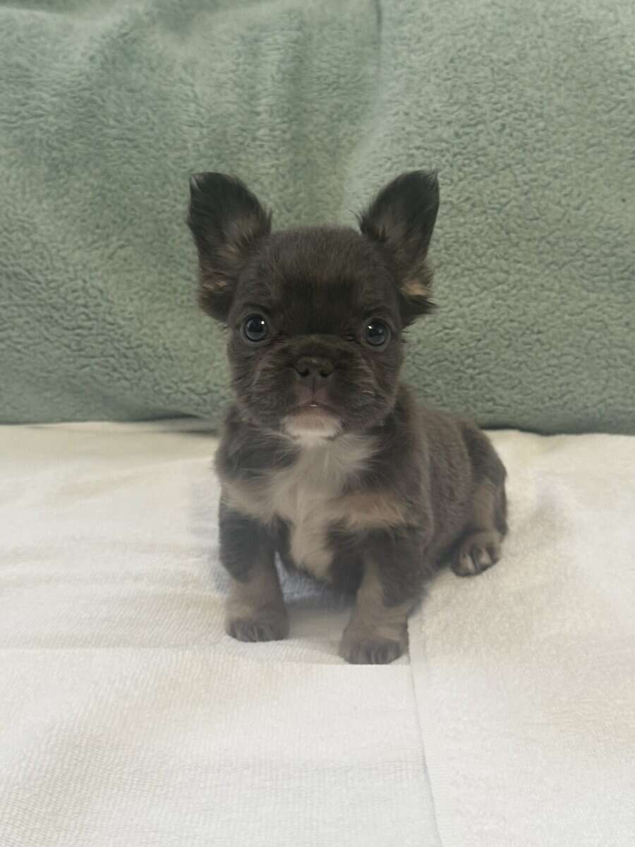 2500 fluffy French bulldogs image 4
