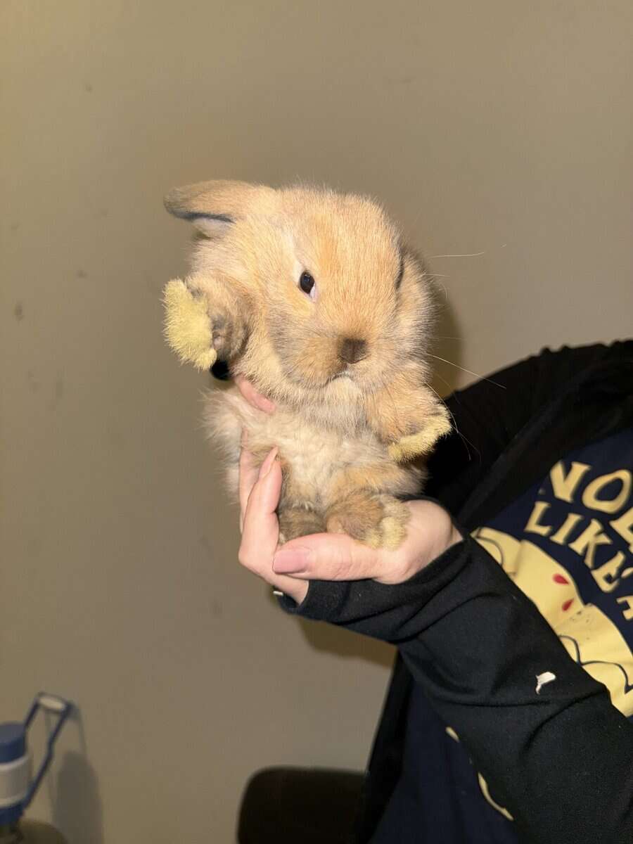 Dwarf Lop Bunnies image 1