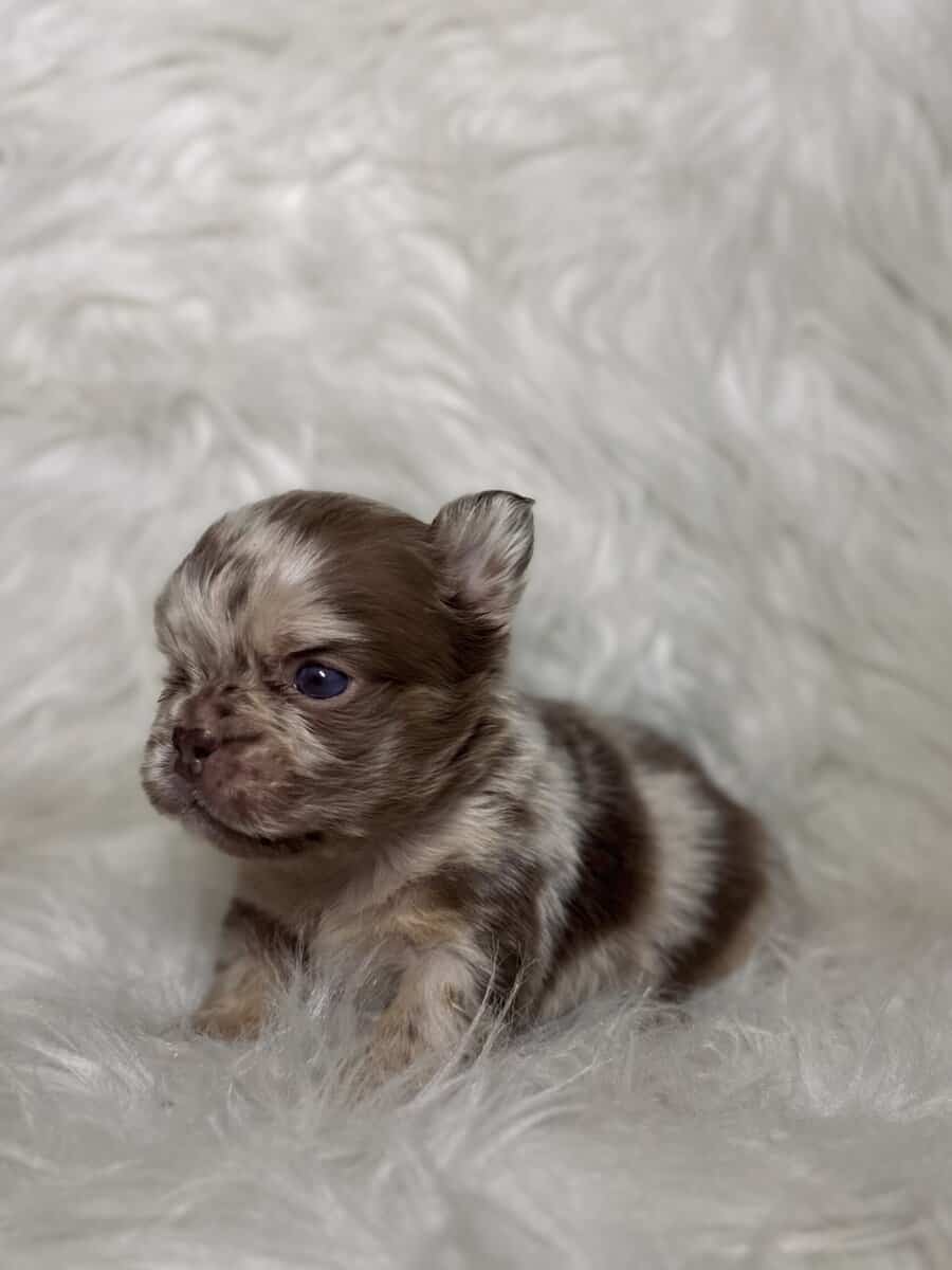 Akc French bulldog pups image 4