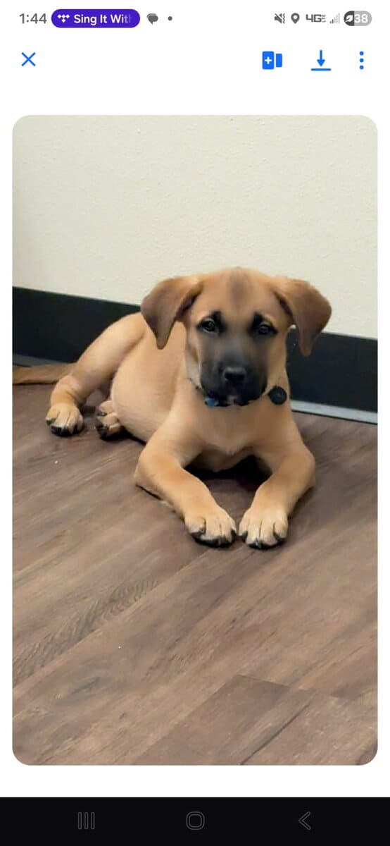 10 Week Old Puppy image 1
