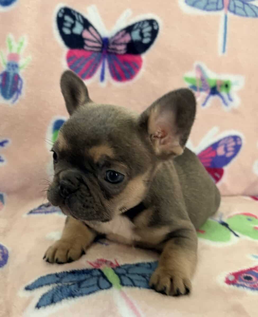 French bulldog puppys image 1