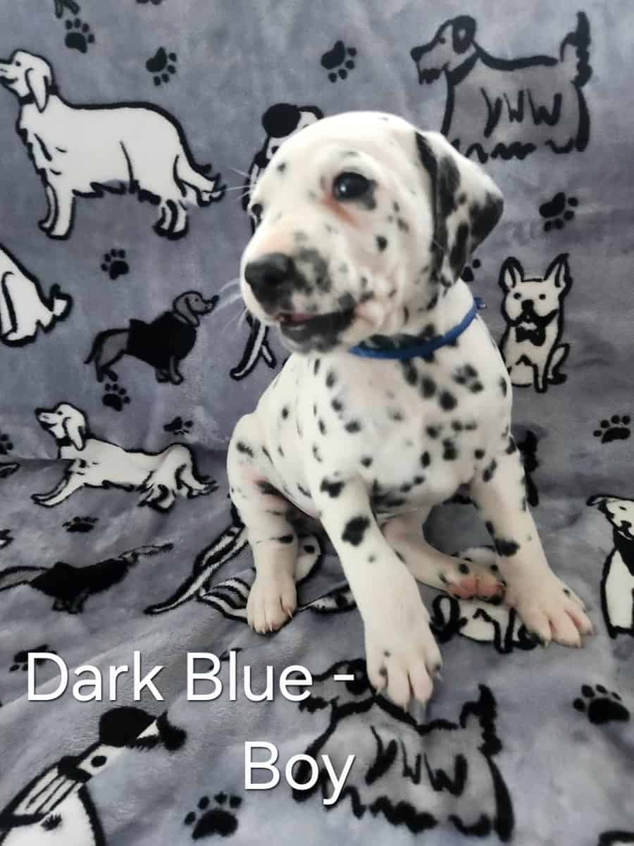 Dalmatian Puppies image 1