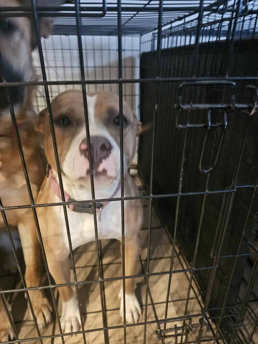 Labrador and Pit mix puppies desperate for homes image 16