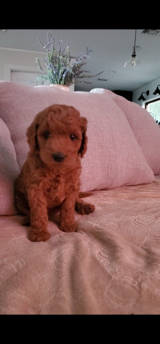 Goldendoodles image 3