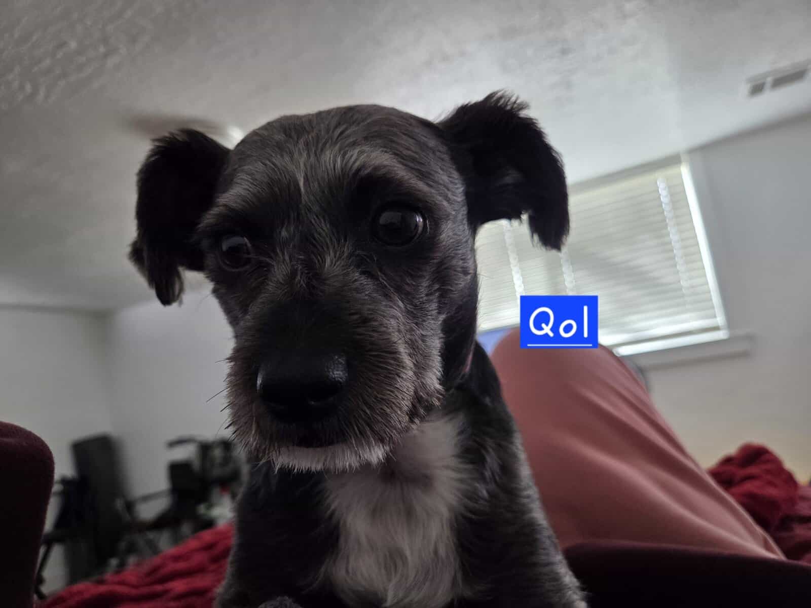 Looking for new home - Qol(Coal) image 3