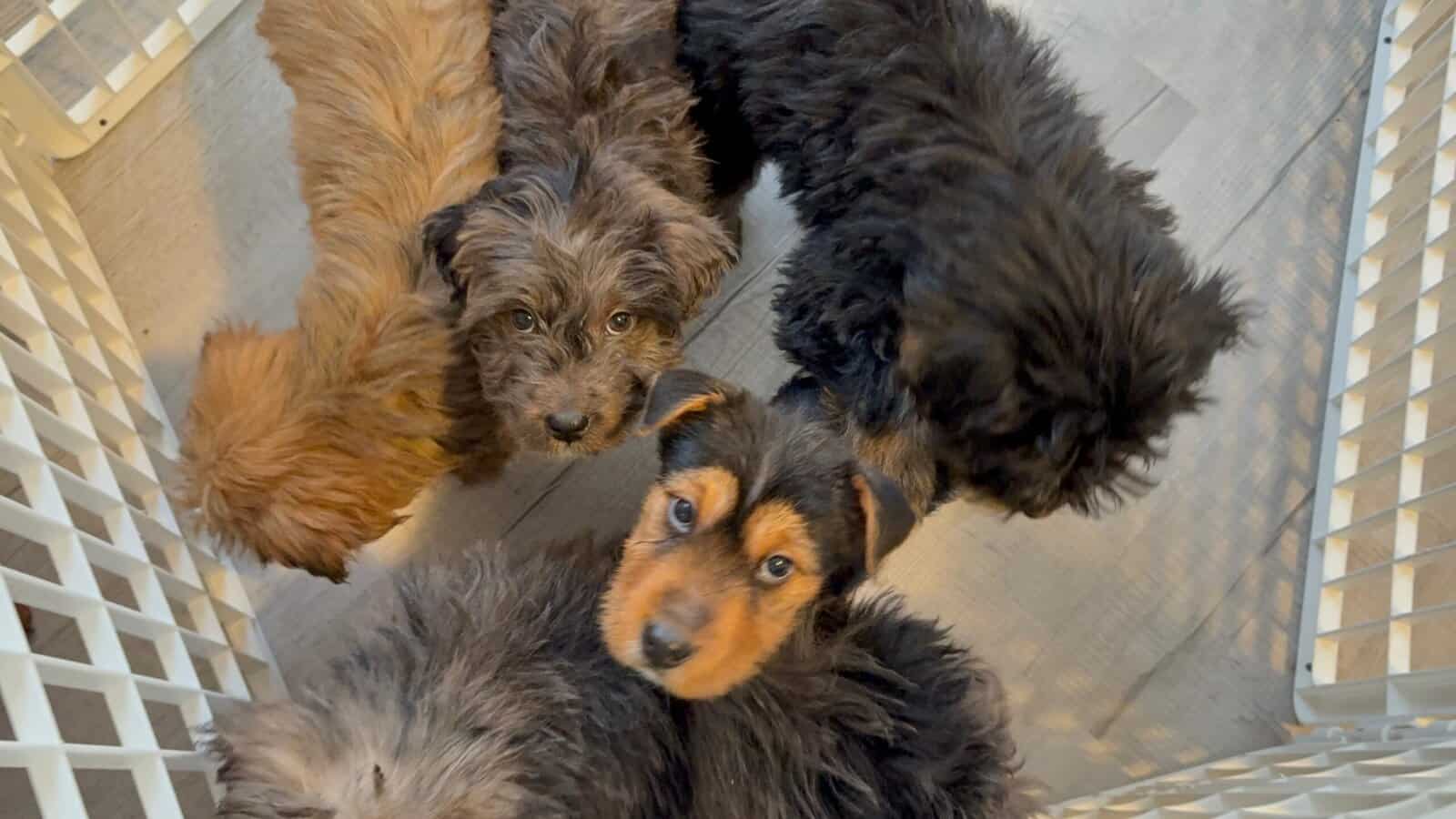 Doodle Puppies image 2