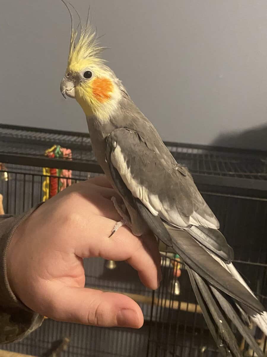 Selling 2 Cockatiels asap $100-150 image 1
