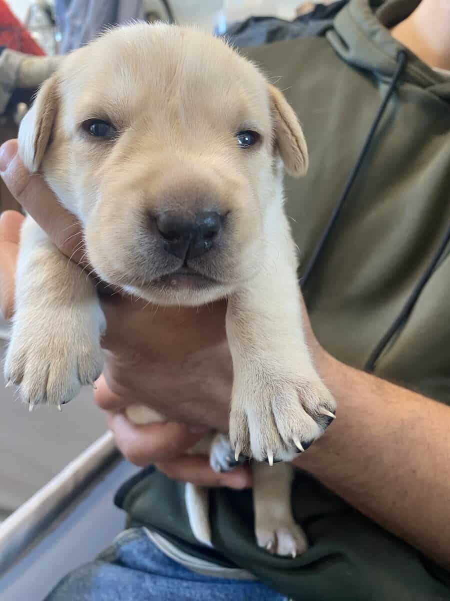Lab Puppies For Sale image 6