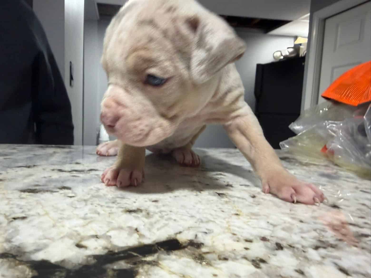 American Bully puppies image 10