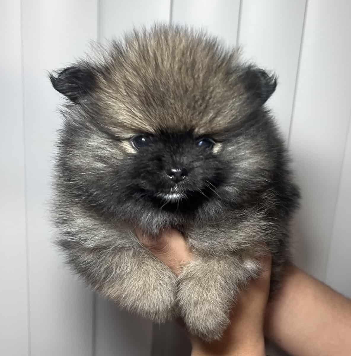 4 Pomeranians puppies! Reserve pup! Ready by Mar 3 image 3