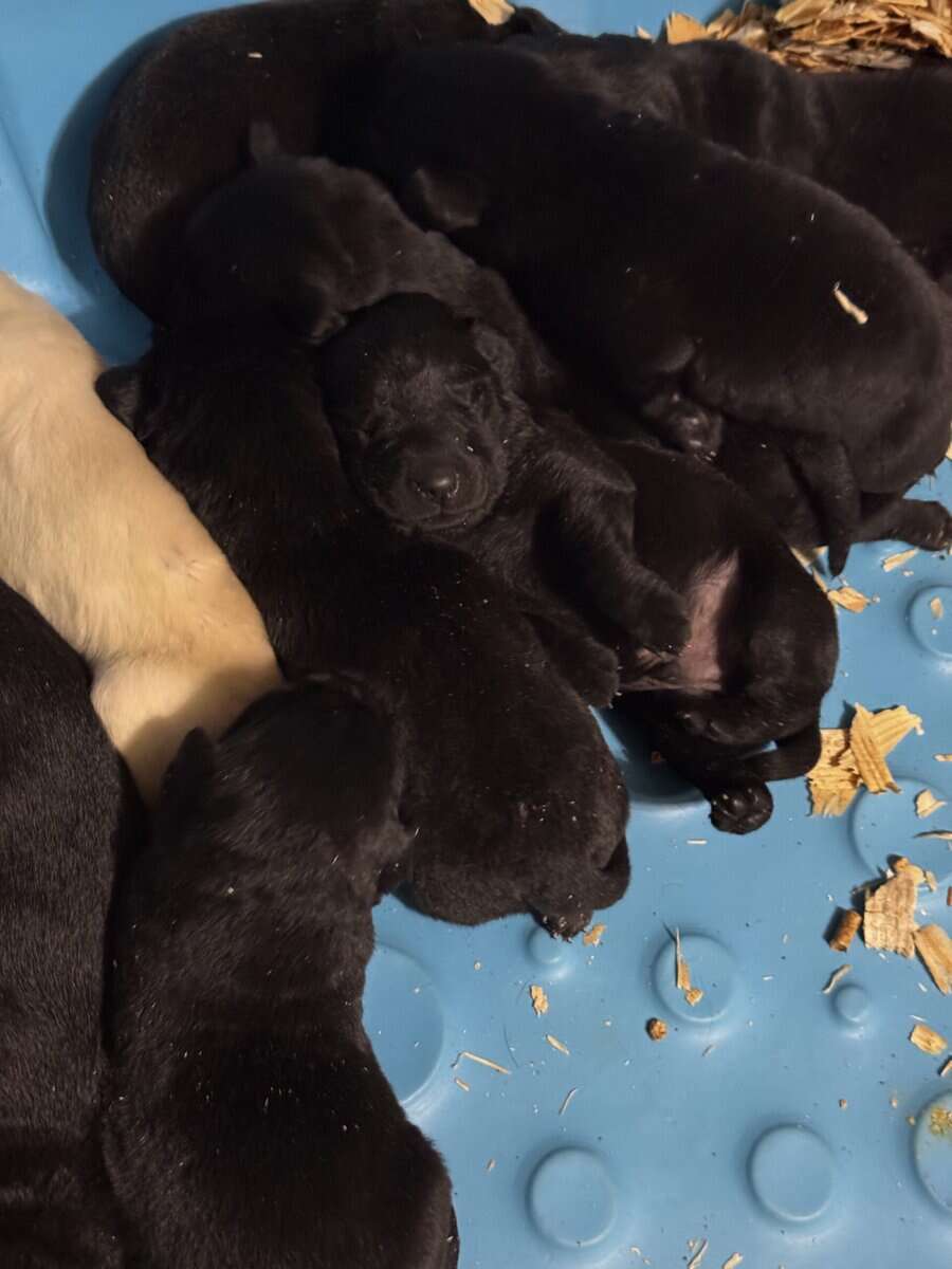 Lab puppies image 2