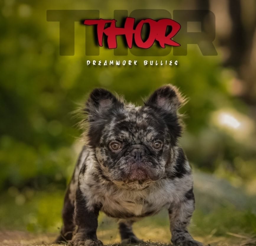 French bulldog puppies 2months old image 5