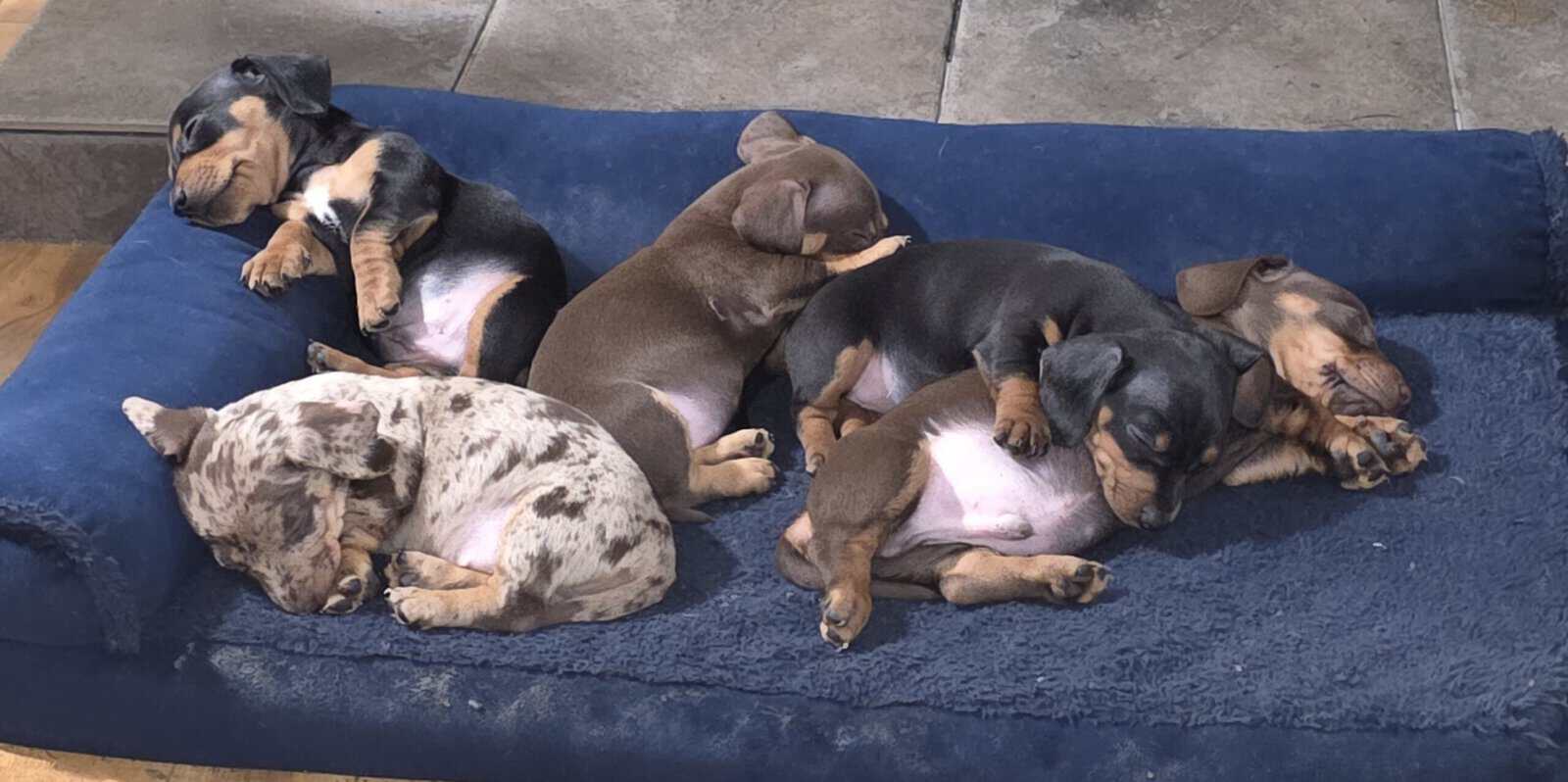 Chiweenie puppies image 4