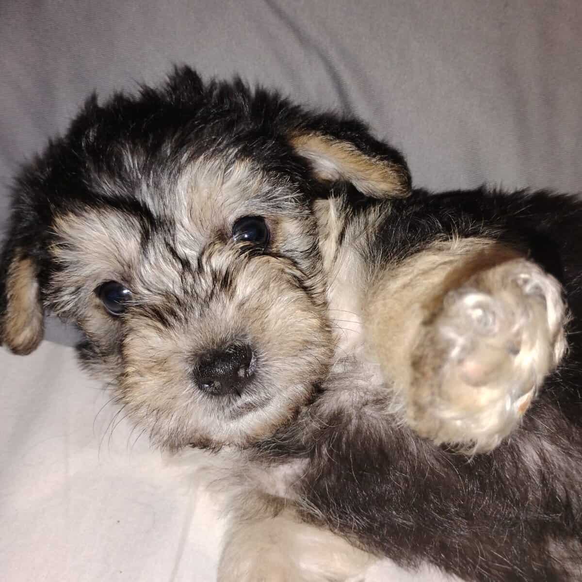 Yorkie poo image 3
