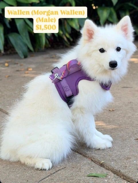 POMSKY PUPPIES image 6