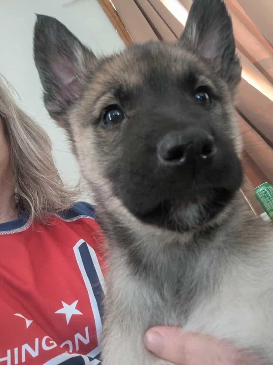 belgium malinois and eastern shepard mix image 1
