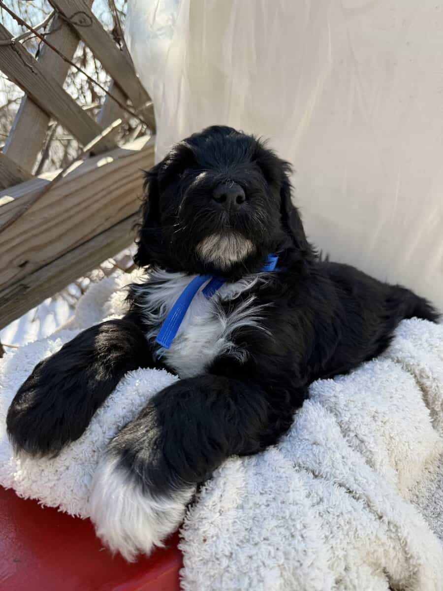 Portidoodle image 3
