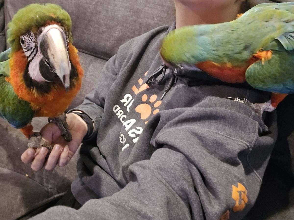 Bonded Harlequin Pair image 2