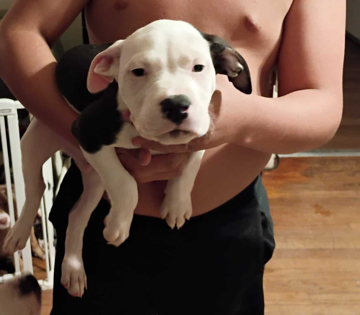 pitbull puppies image 1