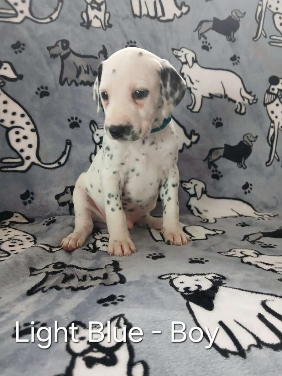 Dalmatian Puppies image 5