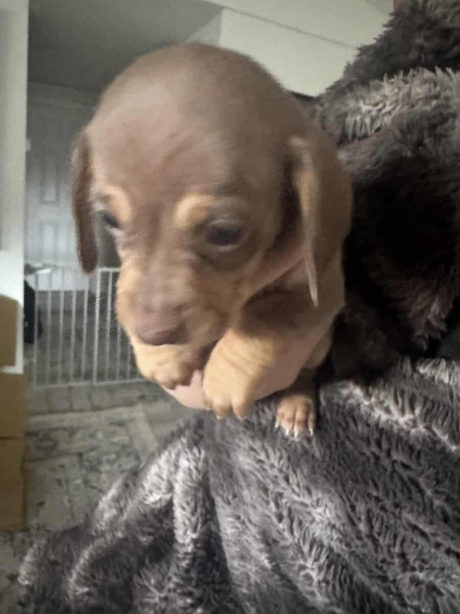 Mini dachshunds image 4