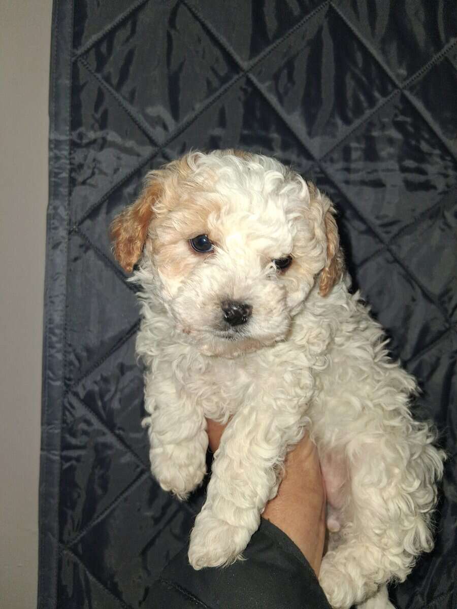 Maltipoo image 3