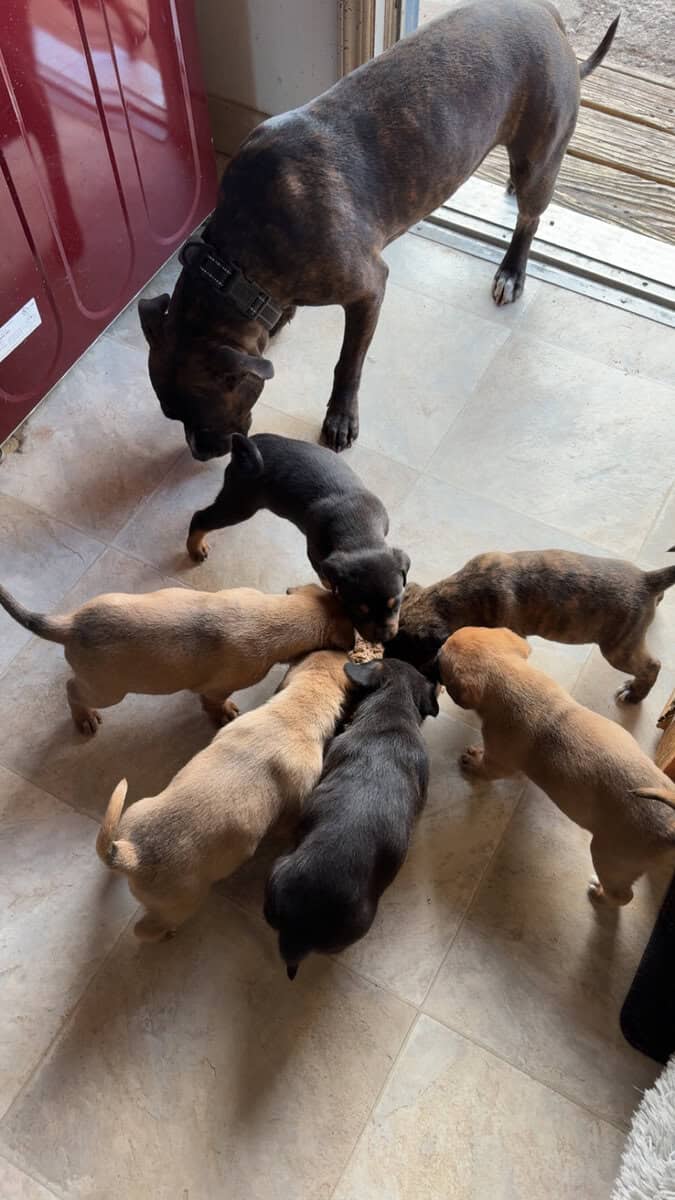 4 Puppy Girls image 2