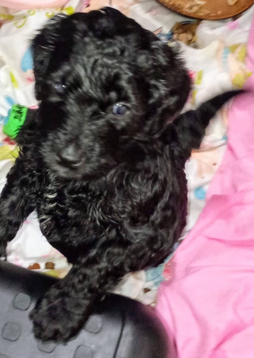 Labradoodles image 3