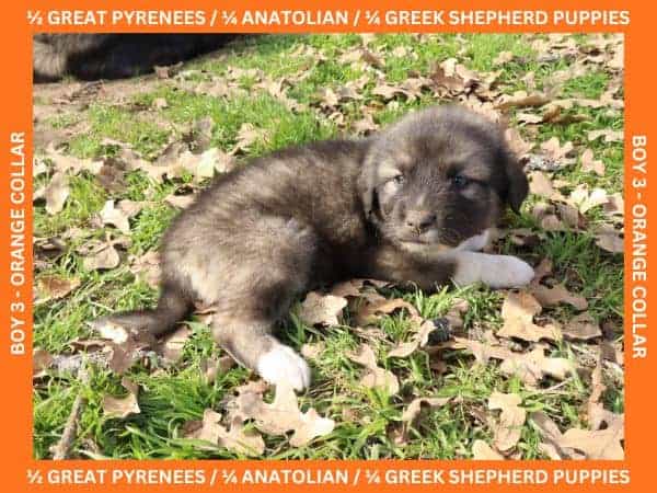 LGD Puppies-Great Pyrenees/Shepherd Mix image 6