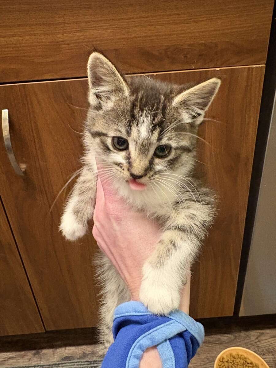 10 week old Kittens image 2