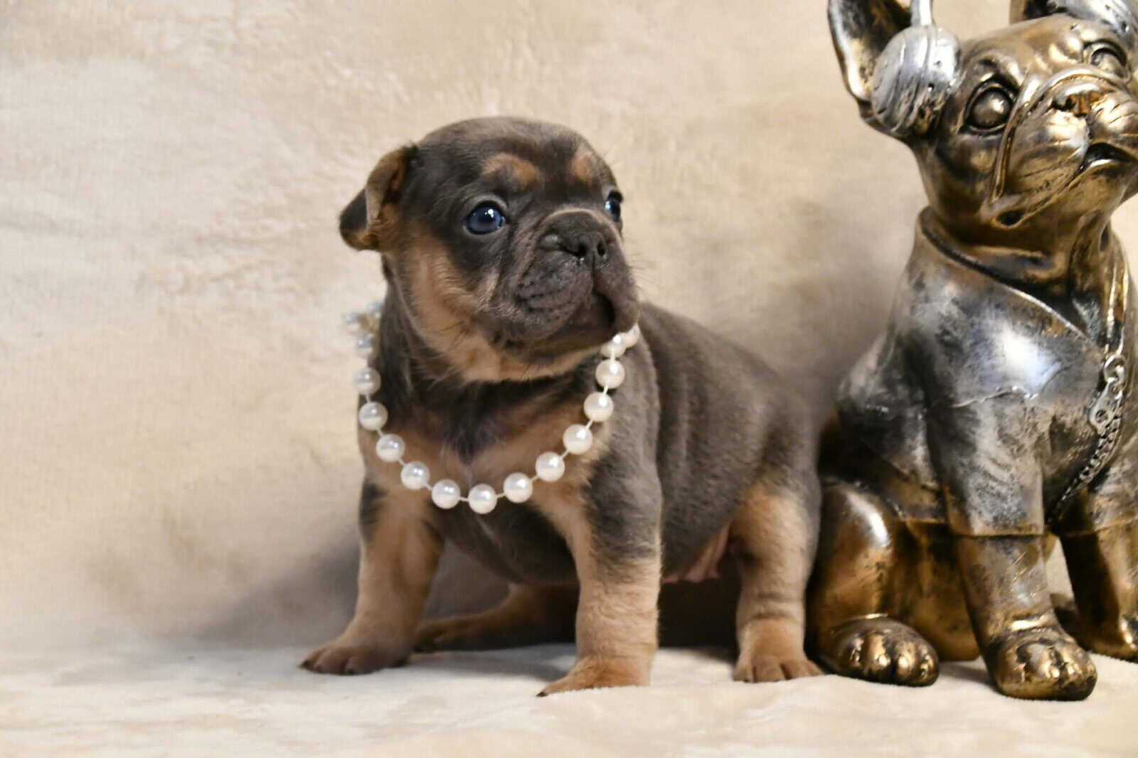 Litter of 6 for Sell - French Bulldogs image 22