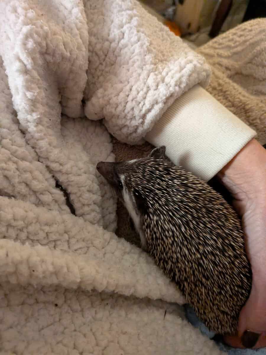 Hedgie needs forever home image 2