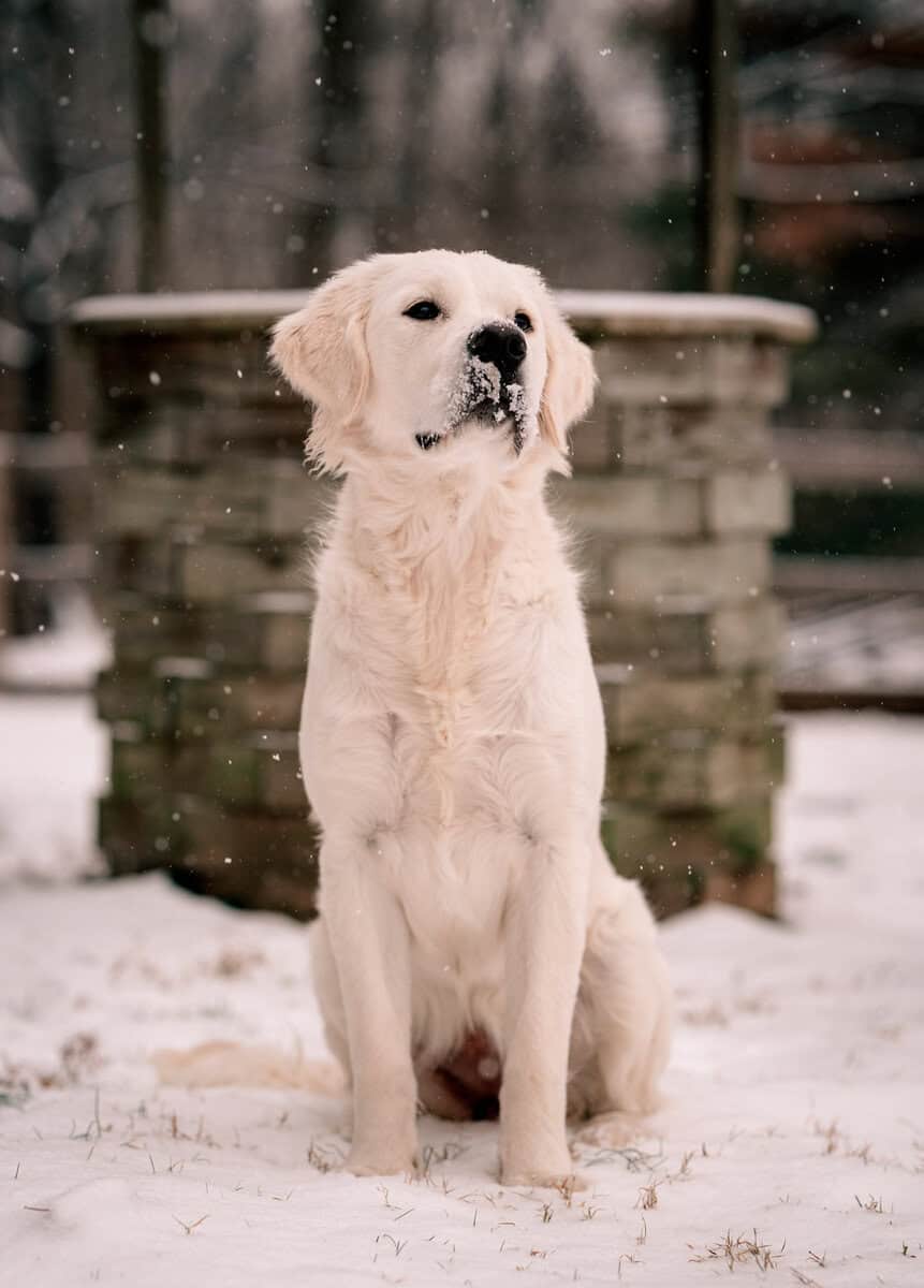UPCOMING Litter of AKC English Golden Retrievers image 3