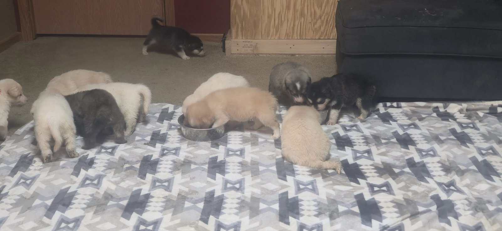 10 pyrenees x malmute hybrid puppies image 1