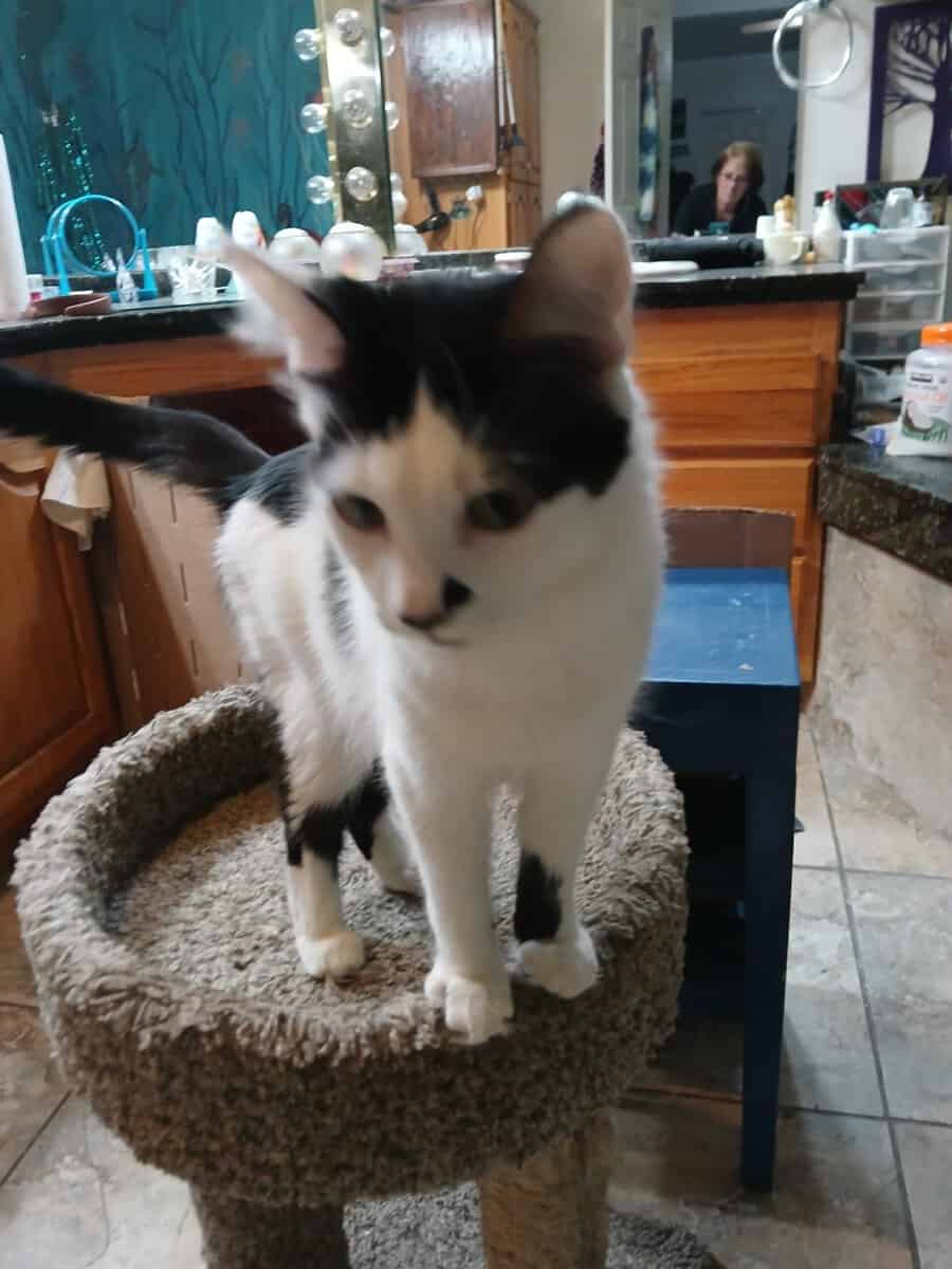 Rehoming 18 month old female cat image 1