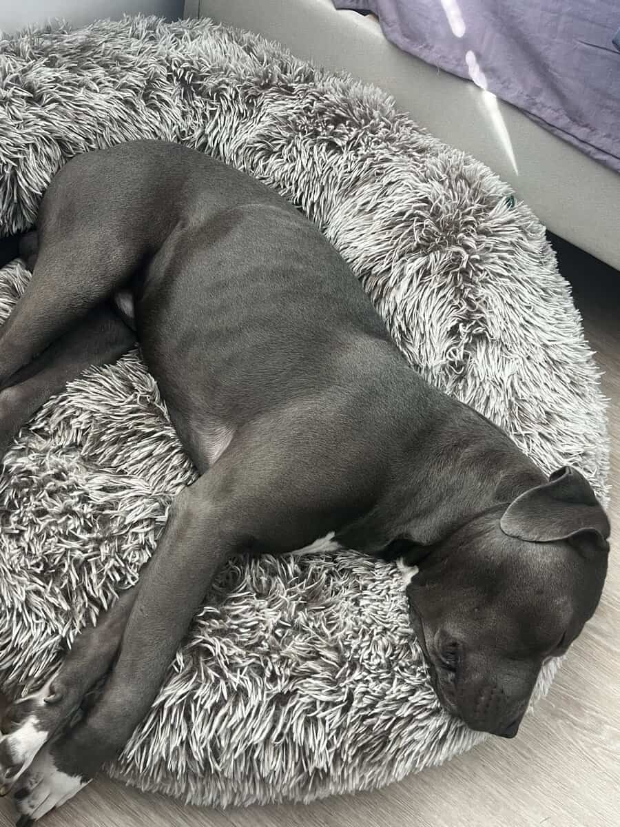 Rehoming ASAP image 5
