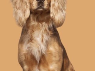 Working English Cocker wanted