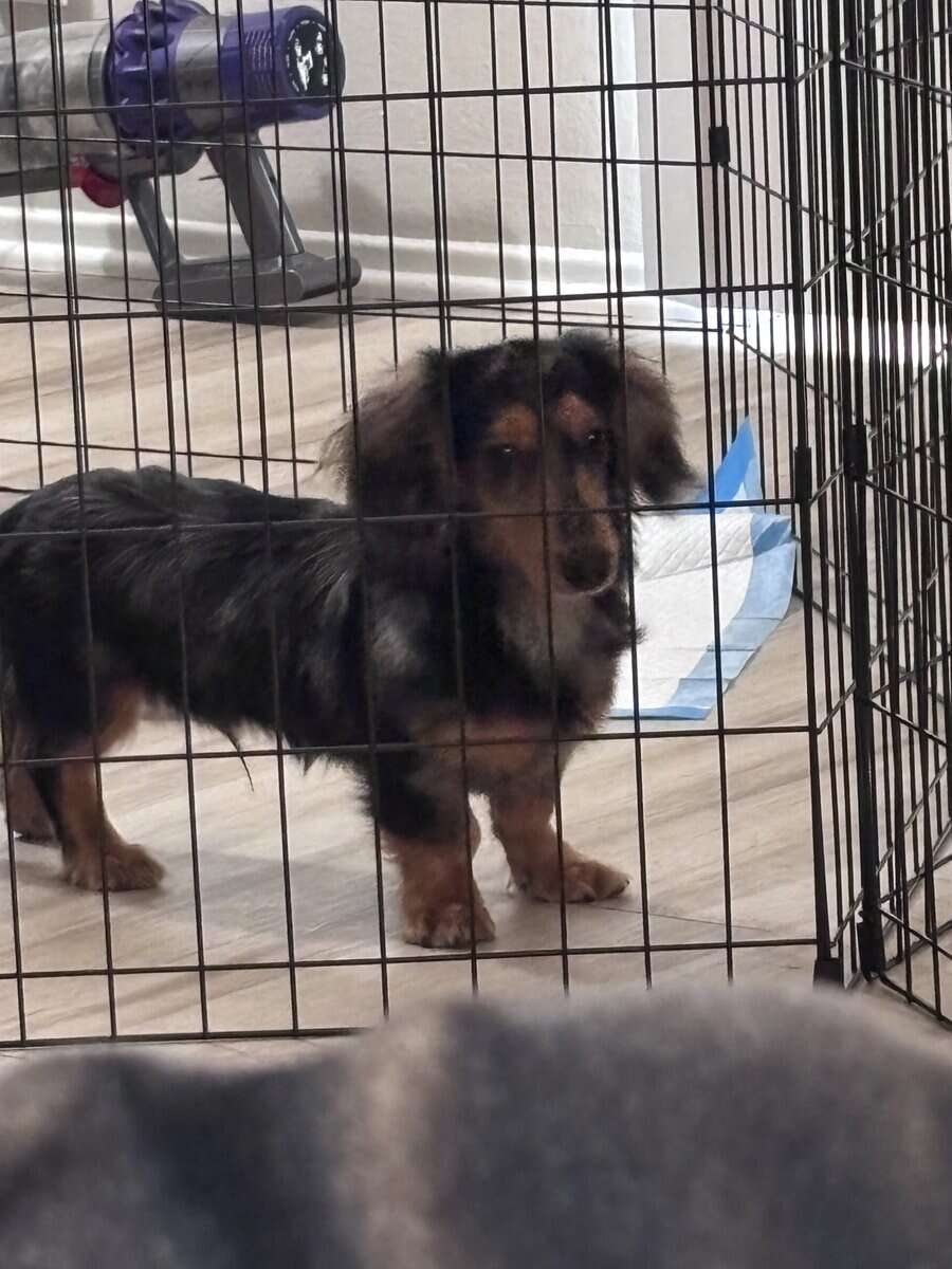 7 Month Male Mini Dachshund image 5