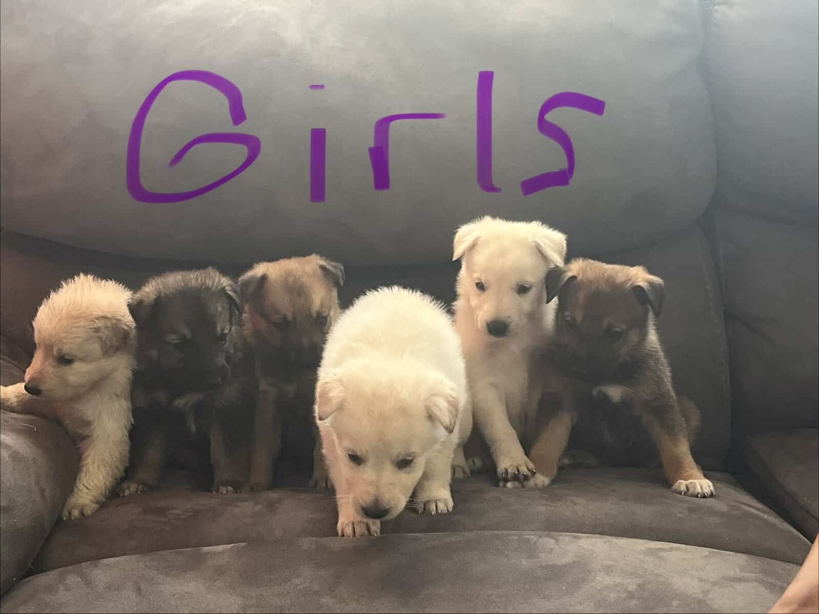 Akc German shepherds image 1
