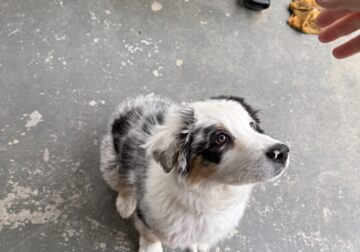 Australian Shepherd