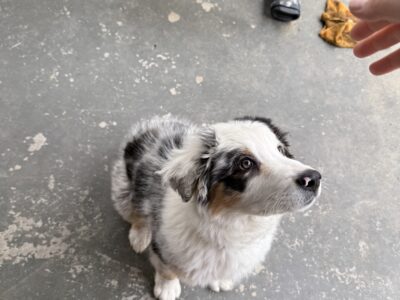 Australian Shepherd