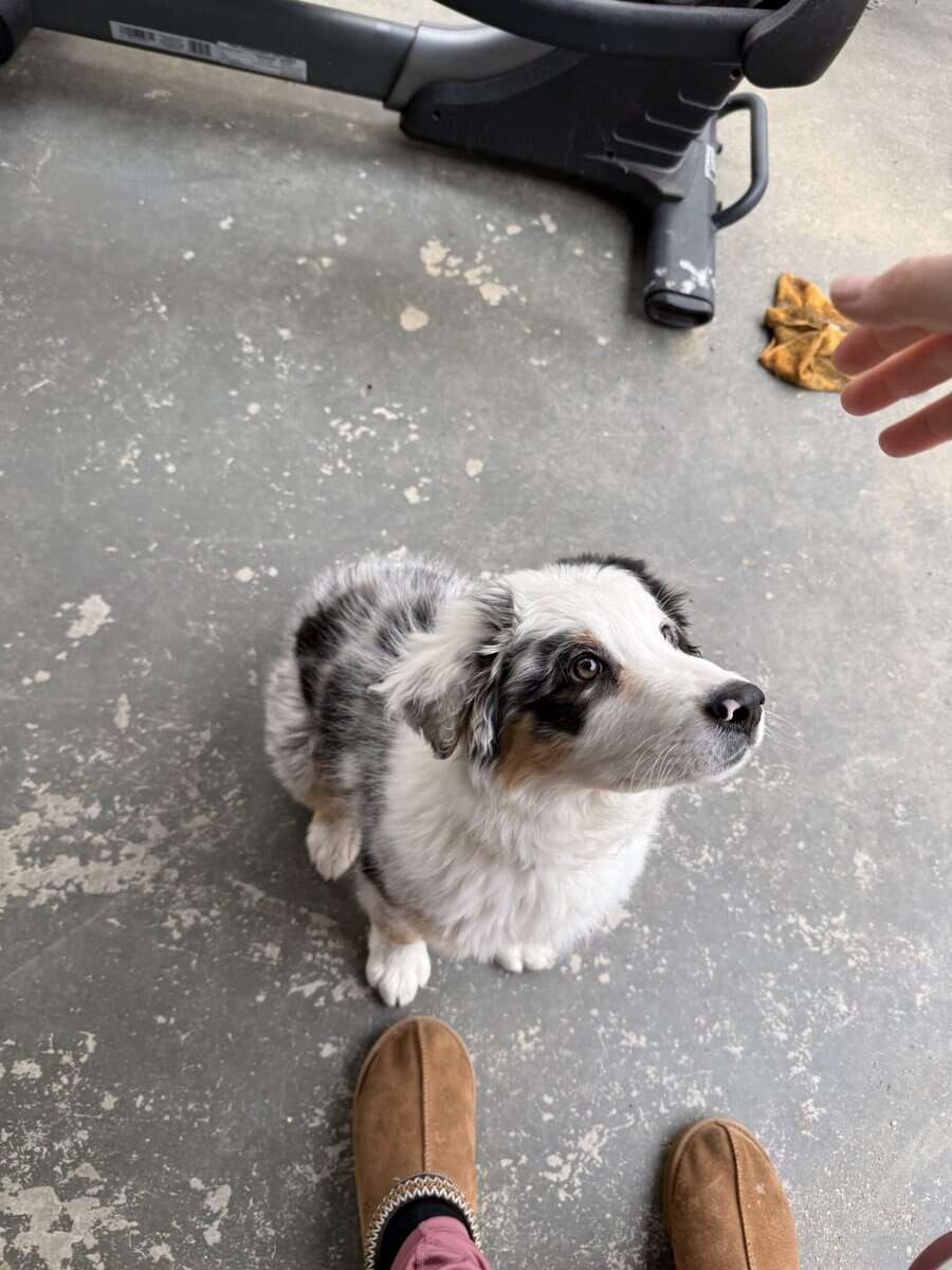 Australian Shepherd image 1