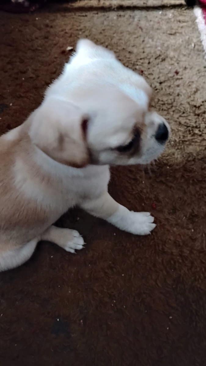4 Chug puppies for sale $300 image 11