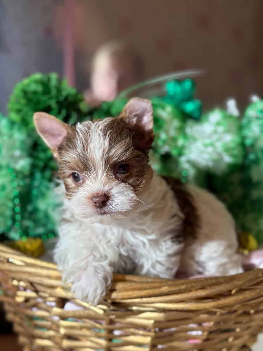 Yorkies puppy's ready image 6