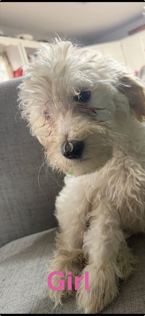 Goldendoodles F1B Hypoallergenic image 9
